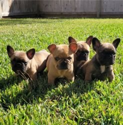 Adorable male Frenchies!