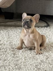 Frenchie 8 week pup