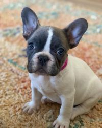 Cute male and female french bulldog puppies