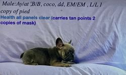 AKC registered French bulldog puppies For sale