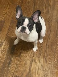 Frenchie for sale