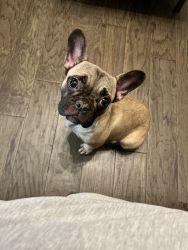 7 month old Frenchie for sale