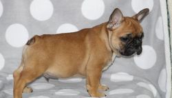 Donald French Bulldog Puppy .