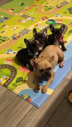 Frenchie 9 weeks old 3 available
