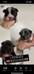 Frenchies FOR SALE