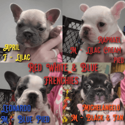 Full AKC French Bulldog Puppies