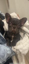 French Bull Dog Puppies