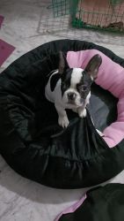 Three month old French bulldog male