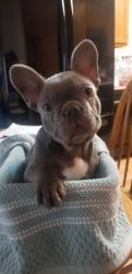 Male Frenchie puppy lilac
