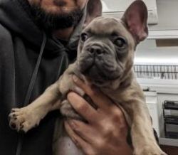 For sale 14 week old Frenchie bulldog Brown Coat