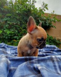 Frenchie Male and Female Available