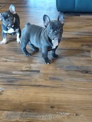 Little River Frenchies