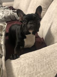 Sad to rehome my Frenchie