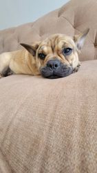 Frenchie puppy needs a good home