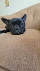 French Bulldog puppyneeds a good home