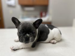 Male French bulldogs for sale