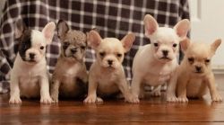 Intelligent French Bulldog Puppies for Sale