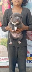 Trust Kennel Blue Rare Colour French BullDog pups For Sale