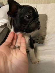 Male Frenchie puppy