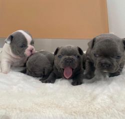 Healthy French Bulldog Puppies for sale.