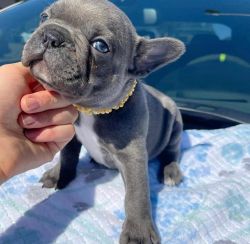 Adorable French Bulldog Puppy For Adoption.