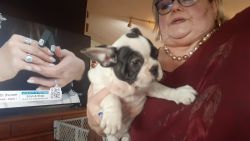 French Bulldog Puppies available AKC Registered