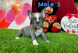 French bulldog looking for a lovely home