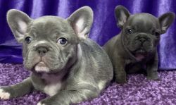 2 ADORABLE male AKC Frenchies