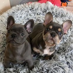 French bullDog/Puppy Available For Sale