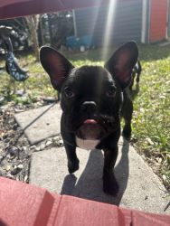 Frenchie puppy 4 sale