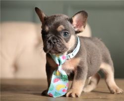 Well Trained French Bulldog Puppies