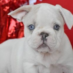 ADORABLE FRENCH BULLDOG PUPPIES FOR ADOPTION .