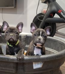 Frenchies for sales