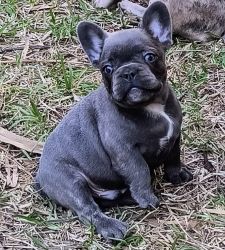 Adorable tiny French bulldog puppies - Available 1/26/2022