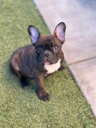 Frenchie for sale! Great price!