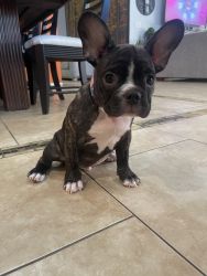 Brindle frenchie for sale!