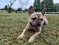 Lilac Frenchie looking for a new Home