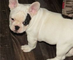 Magnificent French Bulldog Puppies For Re-homing.