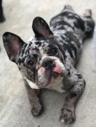 Merle Male Frenchie