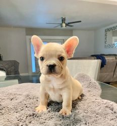 Male creme color Frenchy