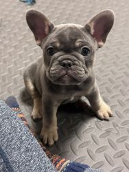 Blue and tan frenchies