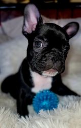 9 weeks old French Bulldogs a