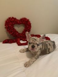 West Texas AKC Blue Merle Registered French Bulldog Puppies