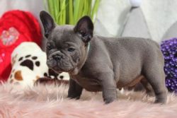 Frenchbulldog for sale