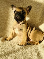 French bulldog puppy for sale (female)