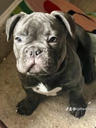 Male Frenchie