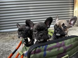 French Bulldog Puppies 7weeks