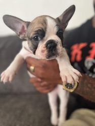 French Bulldog puppies ready for home