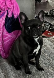 Frenchie rehome