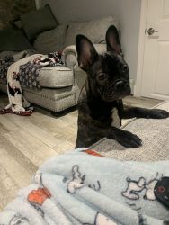 Cesear the Frenchie